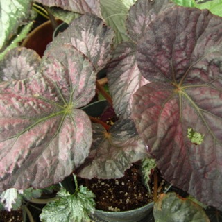 B. ‘Louisiana Moonlight’